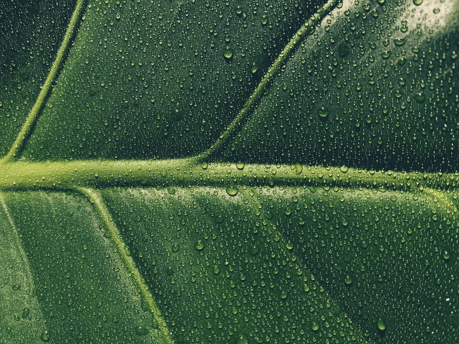 Dewy green leaf detail